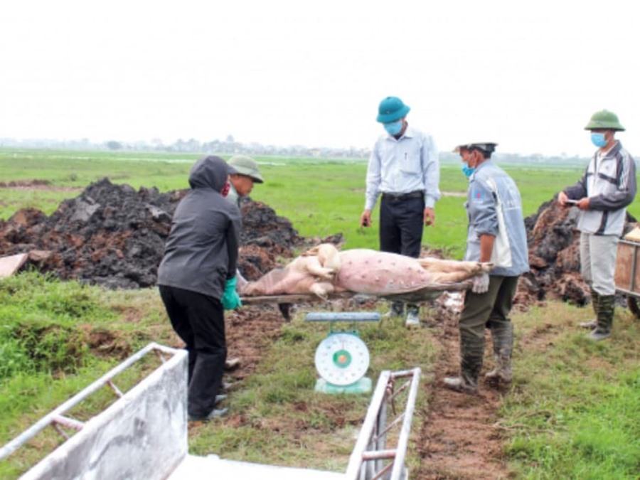 Lực lượng chức năng tiêu hủy lợn ở xã Vũ Lạc. Ảnh: Thanh Huyền