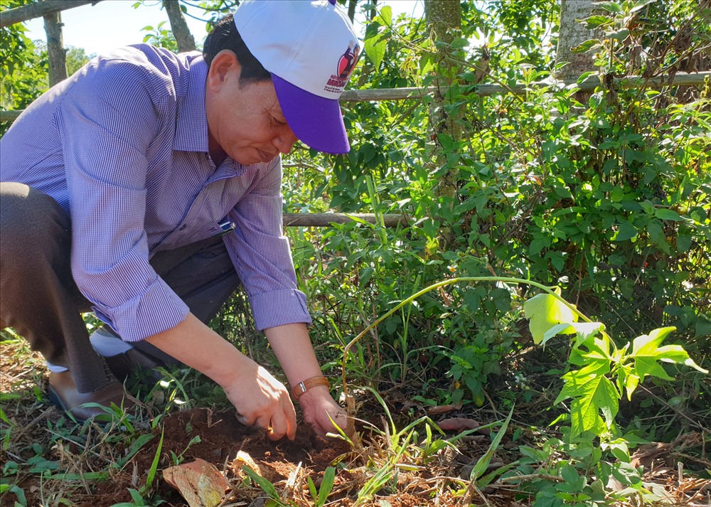 Ông Hoàng Văn Sơ - Phó Trưởng phòng GDĐT huyện Hướng Hóa trồng hoa dã quỳ ở tuyến đường Hướng Phùng nối Hướng Sơn. Ảnh: Hưng Thơ.