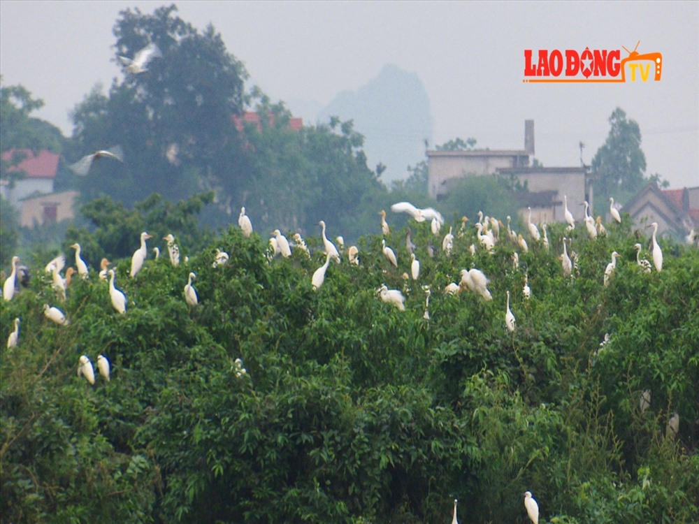 Chiều đến, cò bay về đậu trắng trên những ngọn cây trong vươn nhà anh Lâm. Ảnh: NT