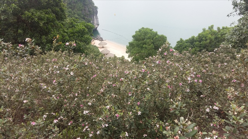 Bãi tắm Soi Sim nhìn từ trên đồi sim. Ảnh: Nguyễn Hùng