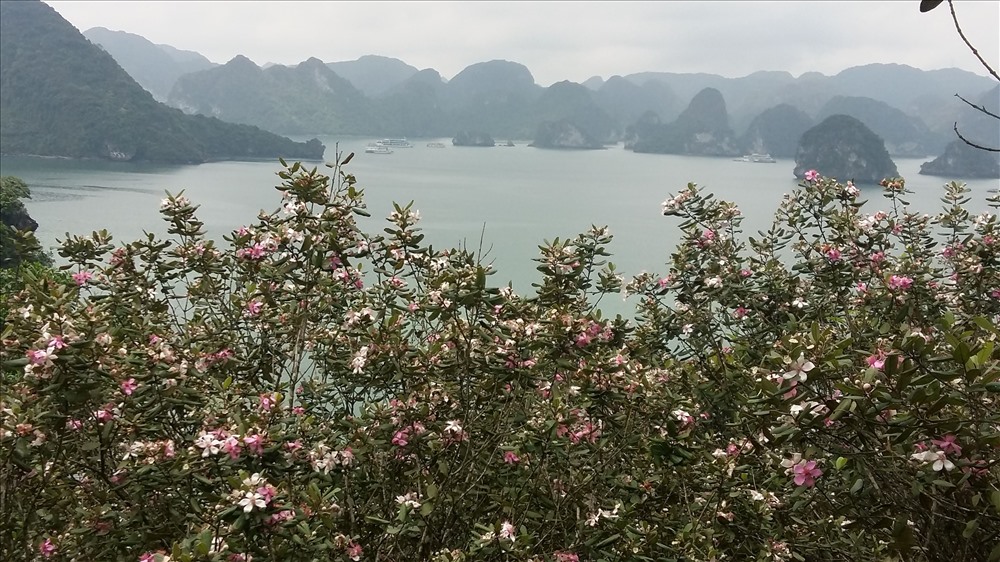 Càng lên cao, rừng sim càng dầy đặc. Ảnh: Nguyễn Hùng
