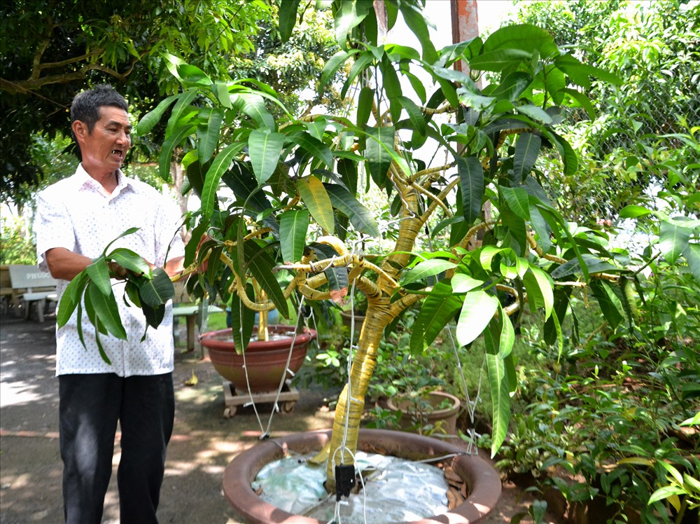 Xoài kiểng trong vườn nhà ông Lê Phước Tánh. Ảnh: Lục Tùng