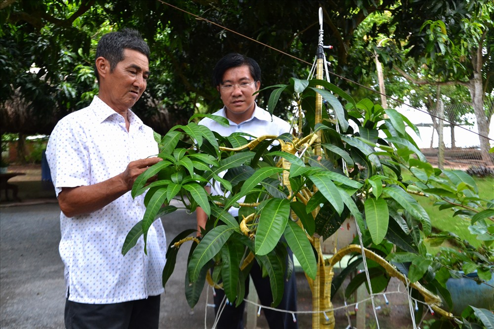 Xoài kiểng phải đảm bảo tươi tốt để có thể điều khiển cho trái đúng dịp tết. Ảnh: Lục Tùng