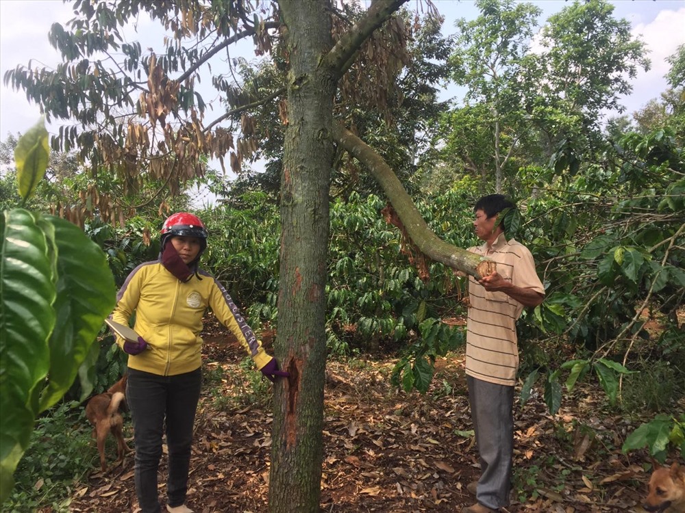 Hiện công an huyện Krông Buk đang vào cuộc điều tra nguyên nhân vụ việc.