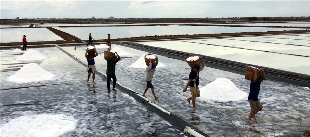 Dù trúng mùa, nhưng Bạc Liêu khuyến cáo không nên mở rộng diện tích