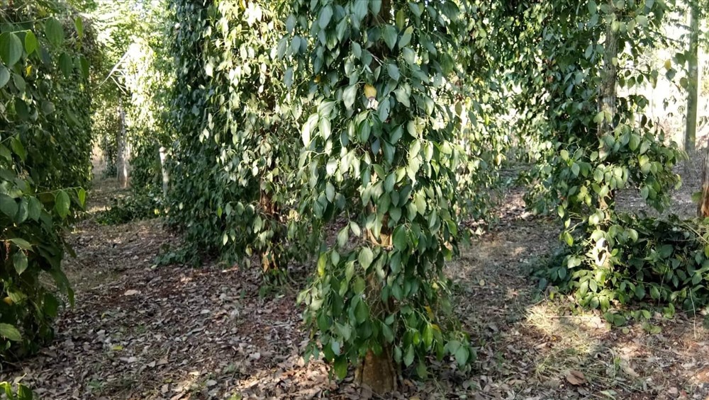 Nhưng đối tượng phá hoại cao su, tiêu của người dân vẫn... “chưa xác định“. Ảnh: C.H