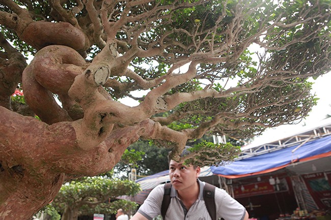 Sam hương có nguồn gốc ở nước ngoài nhưng về Việt Nam rất dễ sống không như một số loại cây khác.  