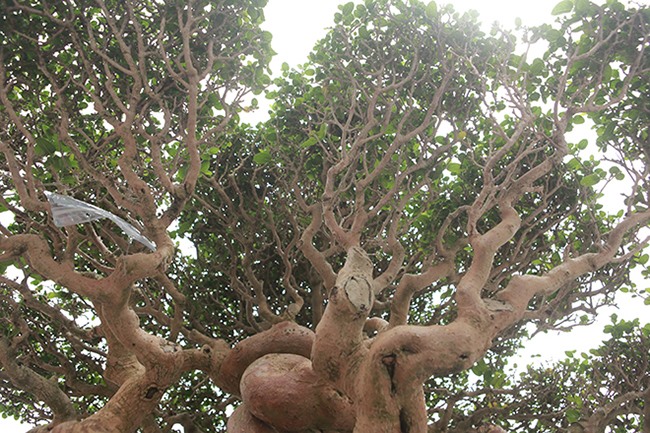 Thường những cây đạt giải vàng rất khó mua, cây này được một người trong Sài Gòn mua bên Đài Loan cách đây hơn 10 năm, sau đó bán lại cho anh Toàn với giá 600 triệu đồng.