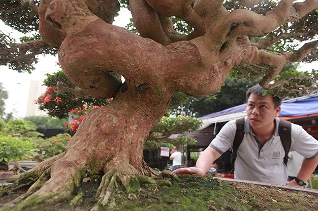 Anh Toàn chia sẻ, đây là dòng cây quý, bên nước ngoài rất ưa chuộng, nhất là ở Đài Loan, Nhật Bản, Trung Quốc, Thái Lan,...