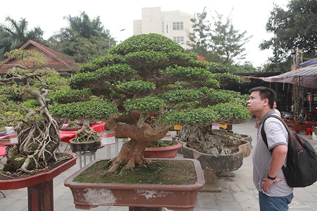 Xuất hiện tại Triển lãm Sinh vật cảnh tỉnh Phú Thọ năm 2019, tác phẩm cây sam hương bonsai tuy không lớn nhưng mang tính nghệ thuật cao được rất nhiều du khách, giới chơi cây đến chiêm ngưỡng.