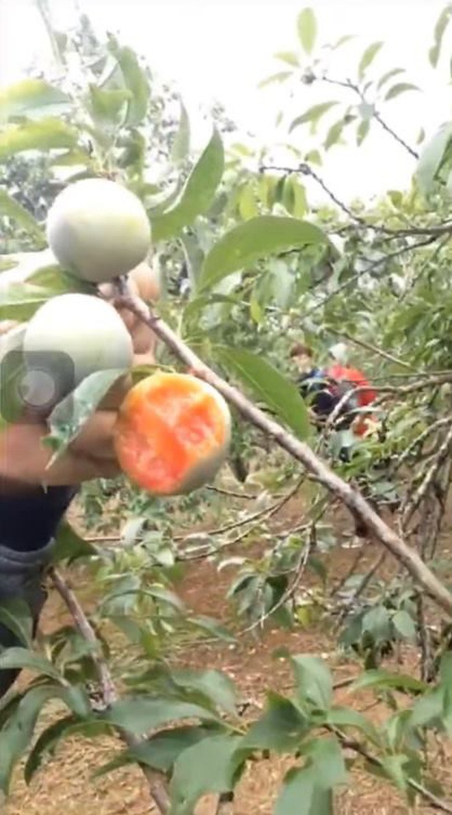 Nhìn những quả mận chín bị cắn nham nhở vẫn còn lủng lẳng trên cây khiến nhiều người vô cùng bức xúc.