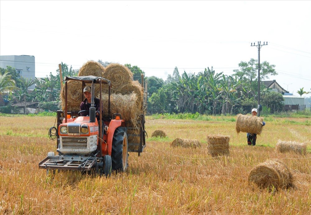 Trước kia,người dân thường dồn rơm thành một đống lớn để chở về, tuy vậy, việc này rất tốn công. Năm nay, thay vì làm theo cách truyền thống, người dân trồng nấm ở xã Bình Tú (Thăng Bình) đã dùng máy, cuộn rơm ngoài đồng thành từng bó.