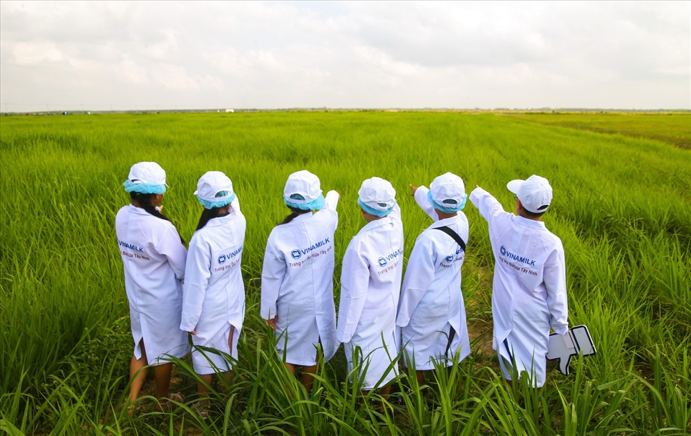 Những vị khách sữa học đường “nhí” lần đầu được thăm không gian xanh mát trải rộng hàng trăm hecta của hàng nghìn cô bò ở đây.