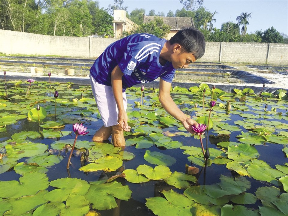 Anh Khanh đang chăm sóc vườn hoa súng của mình. Ảnh: PĐ Anh Khanh đang chăm sóc vườn hoa súng của mình. Ảnh: PĐ