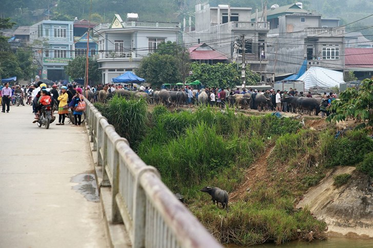 Cùng với chợ trâu Cán Cấu, chợ trâu Bắc Hà là một trong hai chợ buôn bán trâu bò lớn nhất vùng Tây Bắc. Mỗi phiên chợ có hàng trăm con trâu, nghé được đưa đến trao đổi, mua bán.