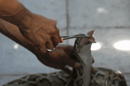 Tận mắt chứng kiến cảnh cho trăn ăn thịt gà ít người biết