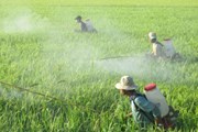 Chi 989 triệu USD chỉ để nhập thuốc bảo vệ thực vật Chi 989 triệu USD chỉ để nhập thuốc bảo vệ thực vật