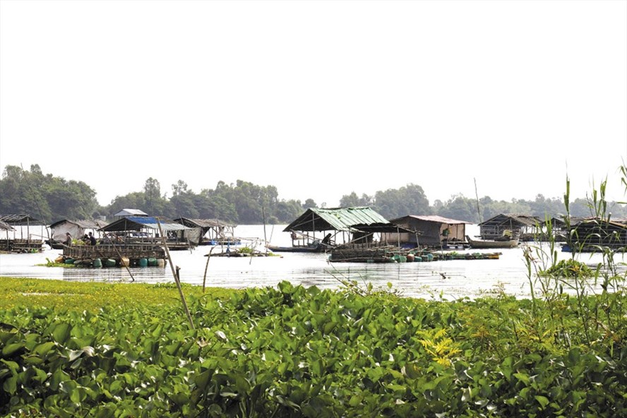 Nuôi cá bè trên Búng Bình Thiên. Ảnh: LỤC TÃNG