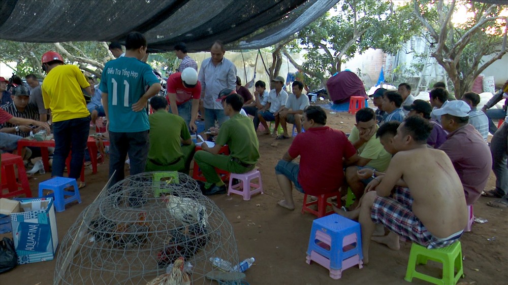 Hiện trường vụ đá gà ăn tiền bị công an triệt phá