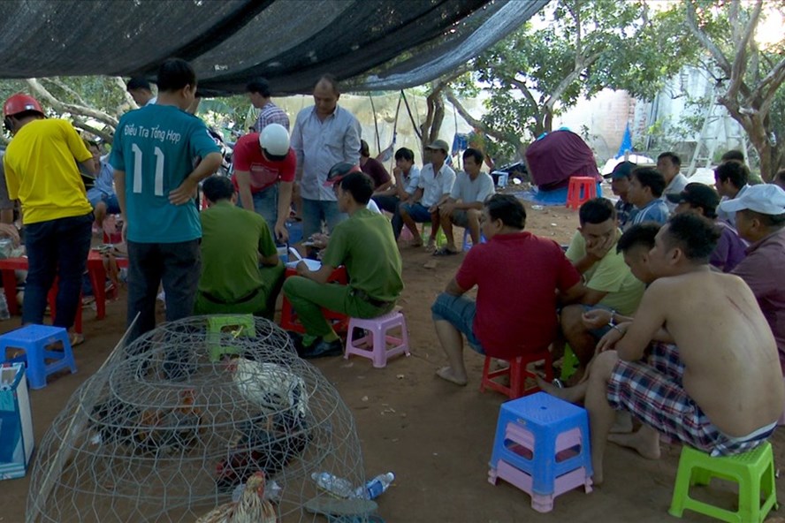 Hiện trường vụ đá gà ăn tiền bị công an triệt phá
