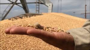 H&Atilde;&not;nh &aacute;&ordm;&pound;nh c&aacute;&raquo; k&aacute;&ordm;&iquest; &Auml;&aacute;&raquo;ng l&aacute;&ordm;&laquo;n trong l&Atilde;&ordm;a m&Atilde;&not;. &aacute;&ordm;&cent;nh: CucBVTV