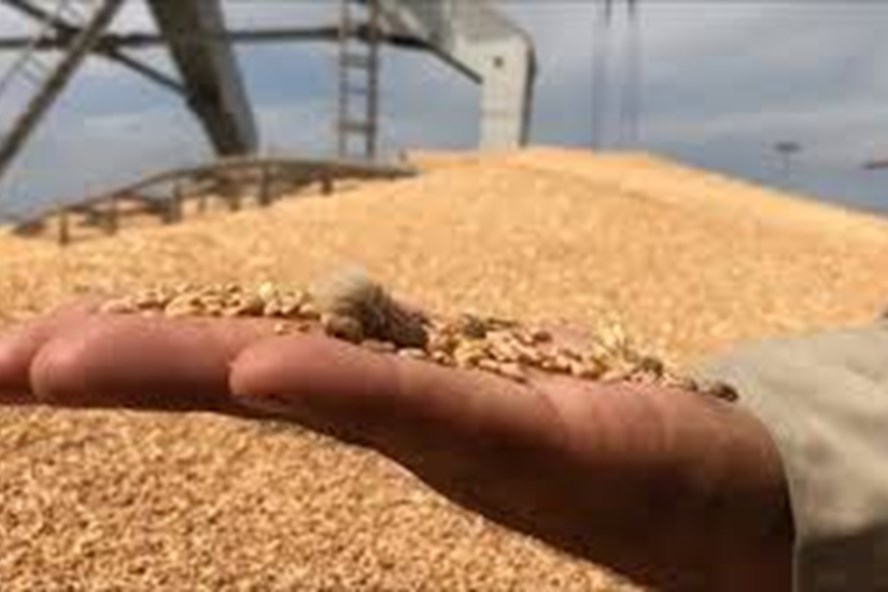 Hình ảnh cá» kế Äá»ng lẫn trong lúa mì. Ảnh: CucBVTV