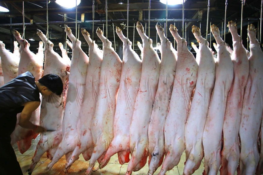 Năm 2016, Úc từng ra lệnh cấm xuất khẩu bò cho một công ty ở Hải Phòng vì không đảm bảo được việc giết thịt bò mà không gây đau đớn. Ảnh: Thanh Niên