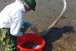 Sự cố tràn dầu ở Thanh Hóa: Phát khẩu trang cho dân vì mùi nồng nặc