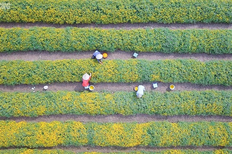 Đầu tháng 10 âm lịch, thôn Nghĩa Trai (xã Tân Quang, Văn Lâm, Hưng Yên) bước vào mùa khai thác hoa cúc chi. Hoa màu vàng rực, bé bằng ngón tay, mùi thơm dịu, được trồng vào nửa cuối năm. Loài hoa đặc trưng của vùng là nguồn thu nhập chính của người dân thôn Nghĩa Trai.