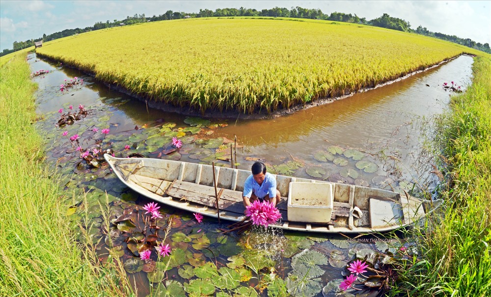 M&Atilde;&acute; h&Atilde;&not;nh l&Atilde;&ordm;a t&Atilde;&acute;m cho hi&aacute;&raquo;u qu&aacute;&ordm;&pound; cao t&aacute;&ordm;&iexcl;i &Auml;BSCL. &aacute;&ordm;&cent;nh: PHAN THANH C&AElig;&macr;&aacute;&raquo;NG