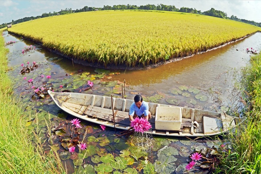 Mô hình lúa tôm cho hiá»u quả cao tại ÄBSCL. Ảnh: PHAN THANH CƯá»NG