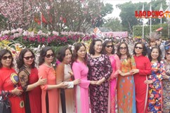 Chật cứng người ngắm hoa anh đào Nhật Bản rực rỡ giữa Hà Nội
