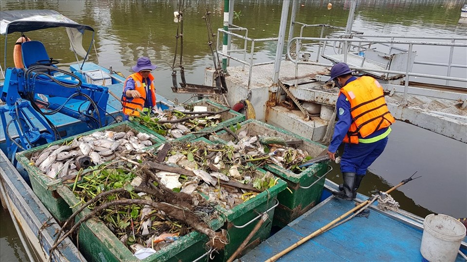 Cá chết được các nhân viên Công ty Môi trường đô thị TPHCM vớt đưa đi xử lý. Ảnh: N.B Cá chết được các nhân viên Công ty Môi trường đô thị TPHCM vớt đưa đi xử lý. Ảnh: N.B
