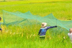 Giăng thiên la địa võng bắt tôm bay kiếm tiền triệu mỗi ngày