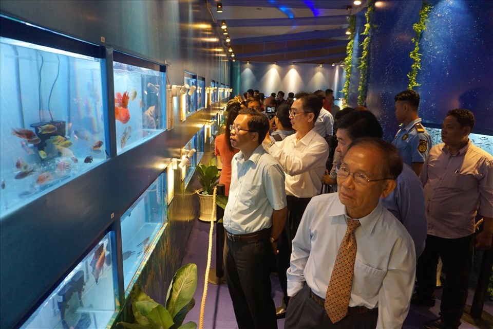 Người xem chiêm ngưỡng các loại cá cảnh trong khu triển lãm cá cảnh với 200 hồ cá thiết kế theo hình thức “thủy cung” với hiệu ứng ánh sáng rực rỡ. Ảnh: M.Q Người xem chiêm ngưỡng các loại cá cảnh trong khu triển lãm cá cảnh với 200 hồ cá thiết kế theo hình thức “thủy cung” với hiệu ứng ánh sáng rực rỡ. Ảnh: M.Q