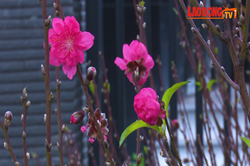 Màu sắc đẹp cực phẩm, đào rừng cổ thụ giá đắt gấp cả nghìn lần đào thường