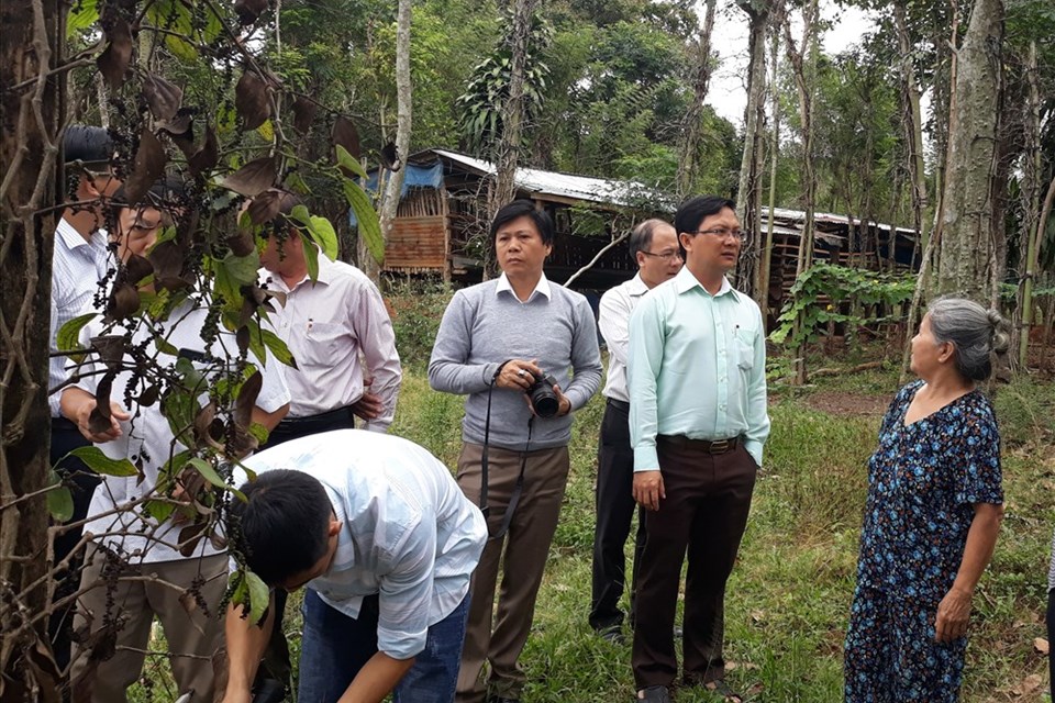 Cần phòng trừ sâu bệnh trên cây hồ tiêu, không để lây lan diện rộng Cần phòng trừ sâu bệnh trên cây hồ tiêu, không để lây lan diện rộng