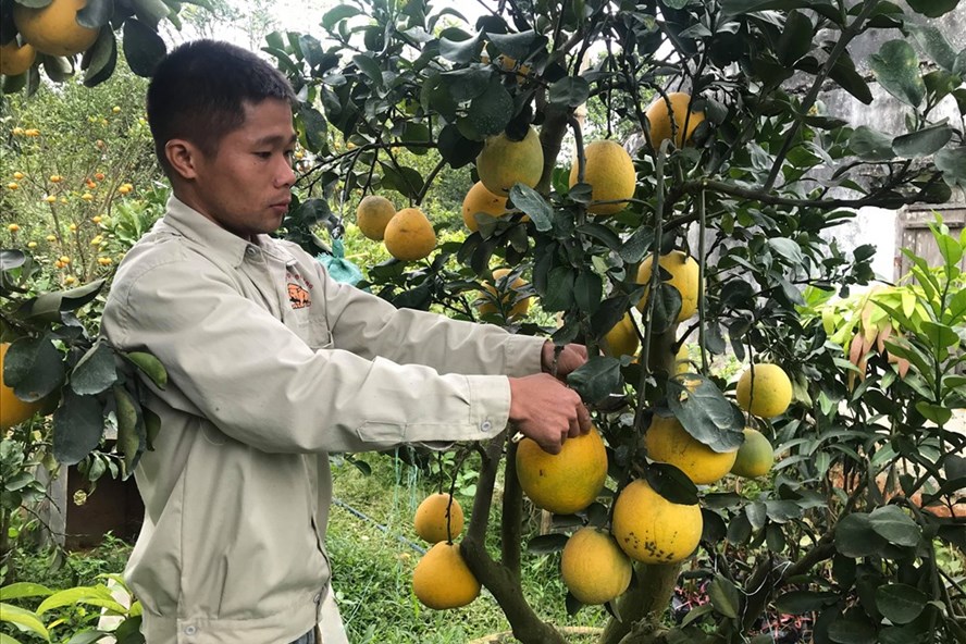 Anh Nguyá»
n VÄn Vinh chÄm sóc cây bưá»i Diá»
n lần cuá»i Äá» Äém xuất bán