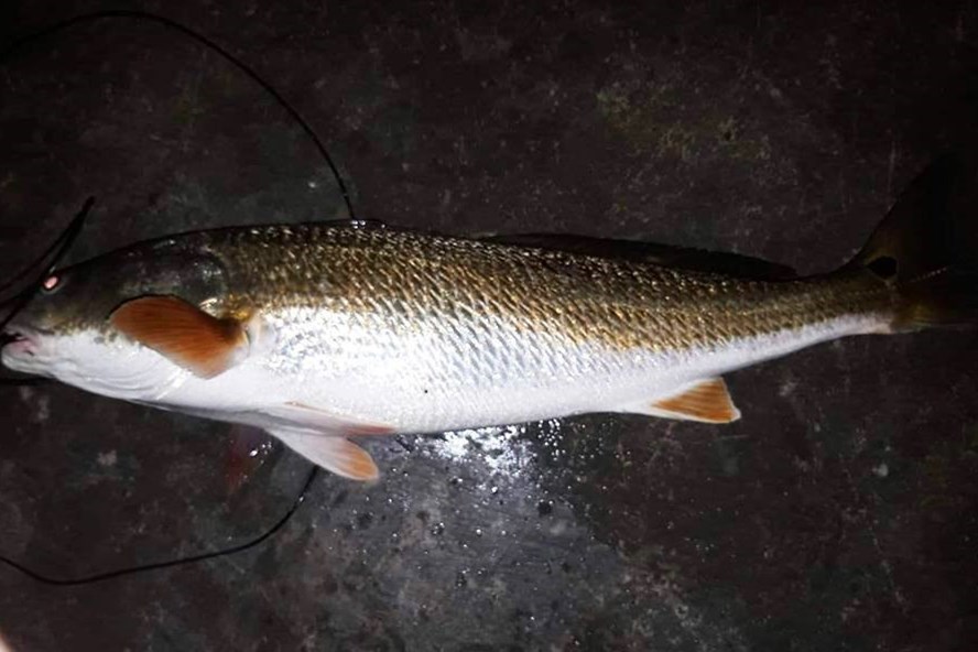 Con cá lạ được nghi là cá sủ vàng