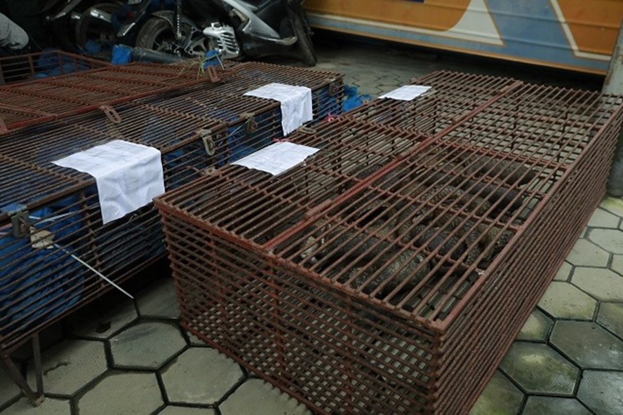 Hàng trăm các cá thể tê tê được lực lượng chức năng thu giữ - Ảnh: Công an Hà Tĩnh