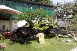 Tiểu phẩm bonsai trên gốc cây sao cổ thụ "khủng" trình làng đón Tết