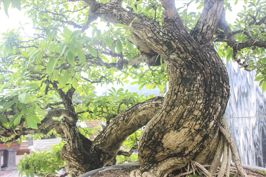 Ngắm gốc mận rừng trên 50 năm tuổi giá 1 tỉ ở Bình Định