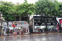 TP Vinh chặt hàng loạt cây xanh cổ thụ để trồng mới, làm phố đi bộ