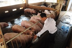 Không để thương lái “thổi” giá thịt lợn
