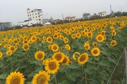 Thăm vườn hoa bạt ngàn hướng dương ở Hải Dương