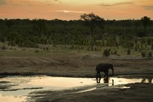 55 con voi đã chết do hạn hán kéo dài ở Zimbabwe