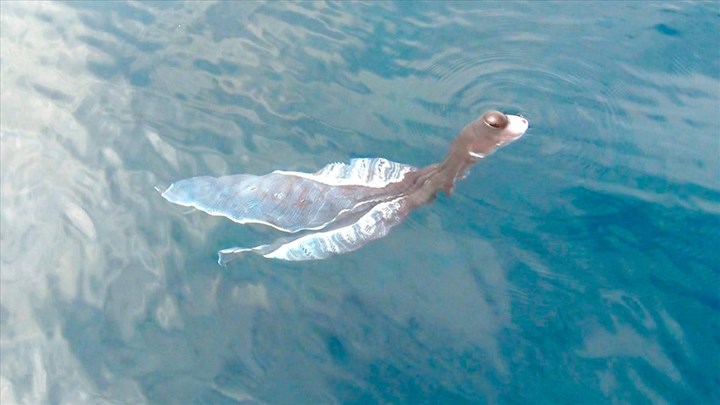 Con vật lạ như tà áo dài xuất hiện trên biển khiến người dân khiếp sợ