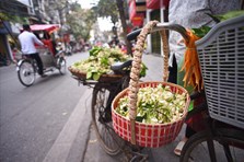 Đất Hà Thành thơm lừng mùa hoa bưởi