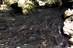 Hơn 50.000 du khách chiêm ngưỡng cá “Thần” trong dịp Tết