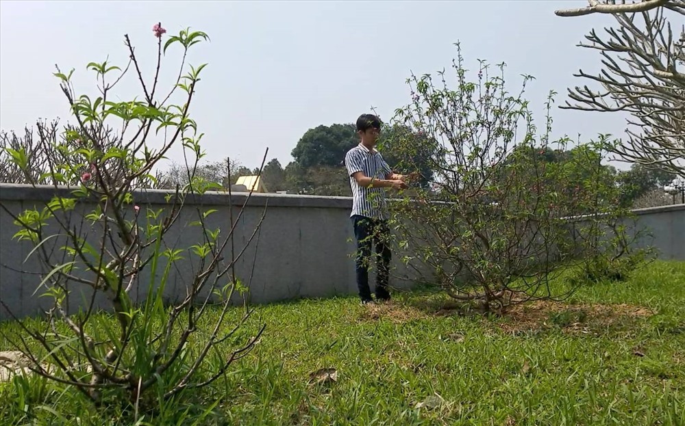 Những c&acirc;y hoa đ&agrave;o do c&aacute;c đơn vị, người d&acirc;n tặng sau tết được trồng tại khu&ocirc;n vi&ecirc;n Nghĩa trang liệt sĩ Quốc gia Đường 9. Ảnh: Hưng Thơ.